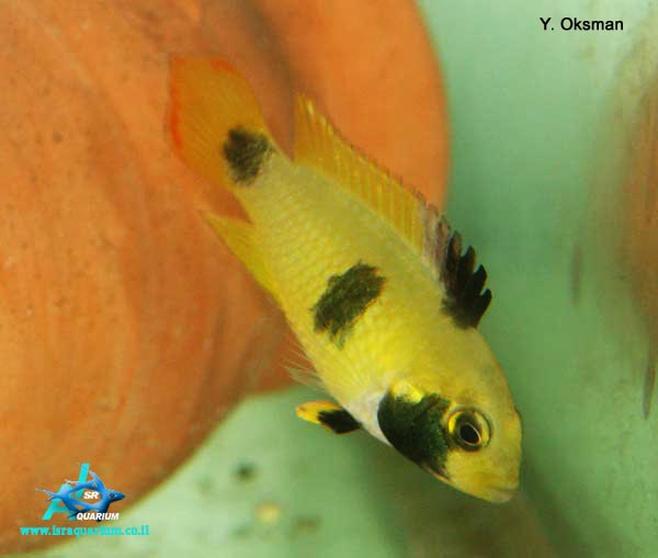 www.israquarium.co.il